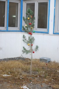 The Charlie Brown Tree--One of the many signs of Christmas--ISAF, Kabul, AF, Dec 2007